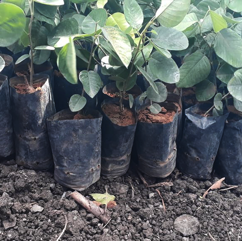 Wodye%20 %20Red%20Sandalwood%20Powder